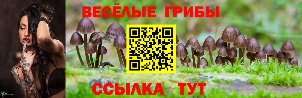 Псилоцибиновые грибы Cubensis  Вход с VPN  Ипатово 